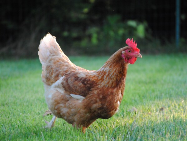 Raising Chickens
