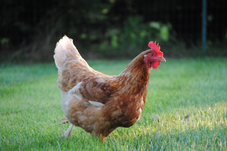 How to Raise Chickens (Beginner's Guide) — Practical Self Reliance