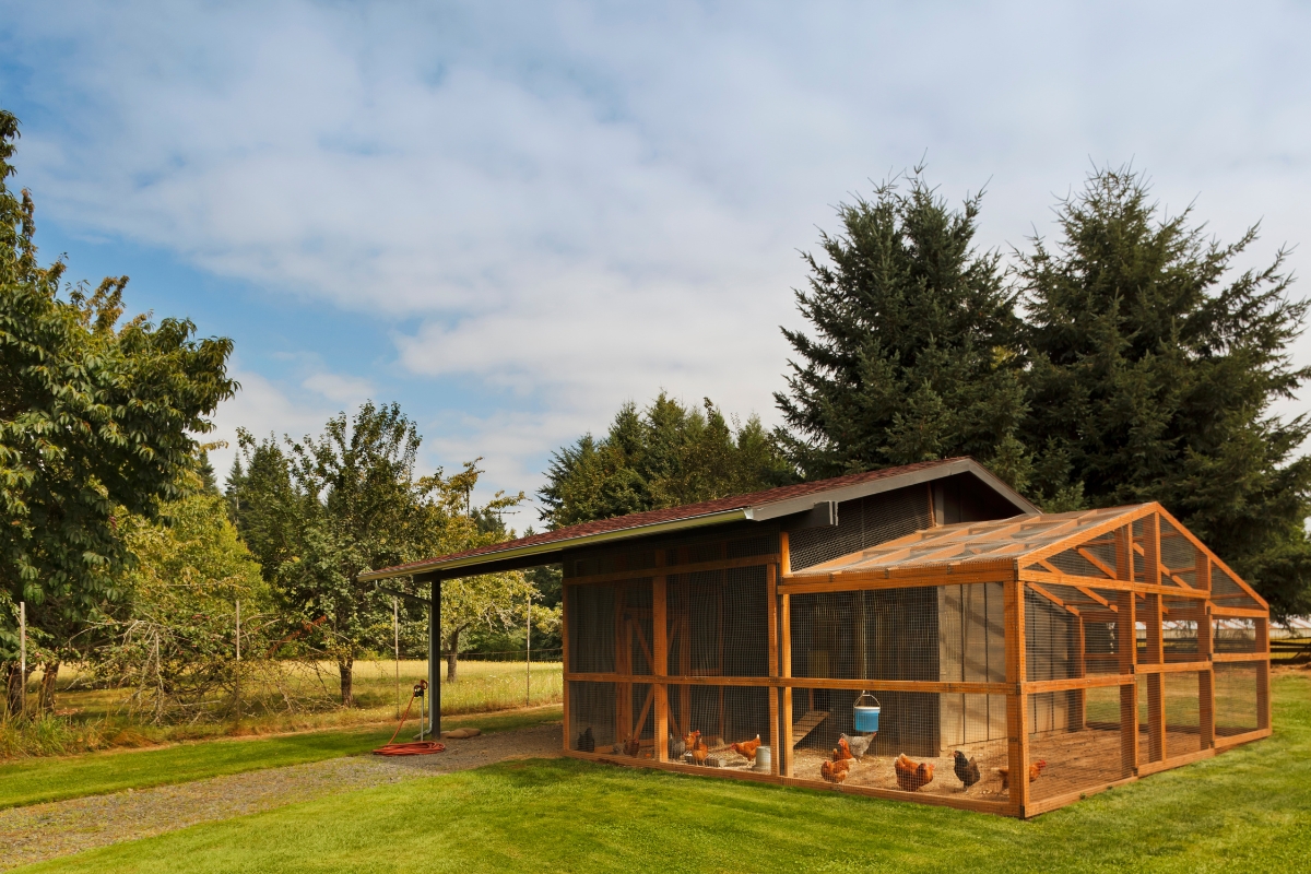 Chicken Coop