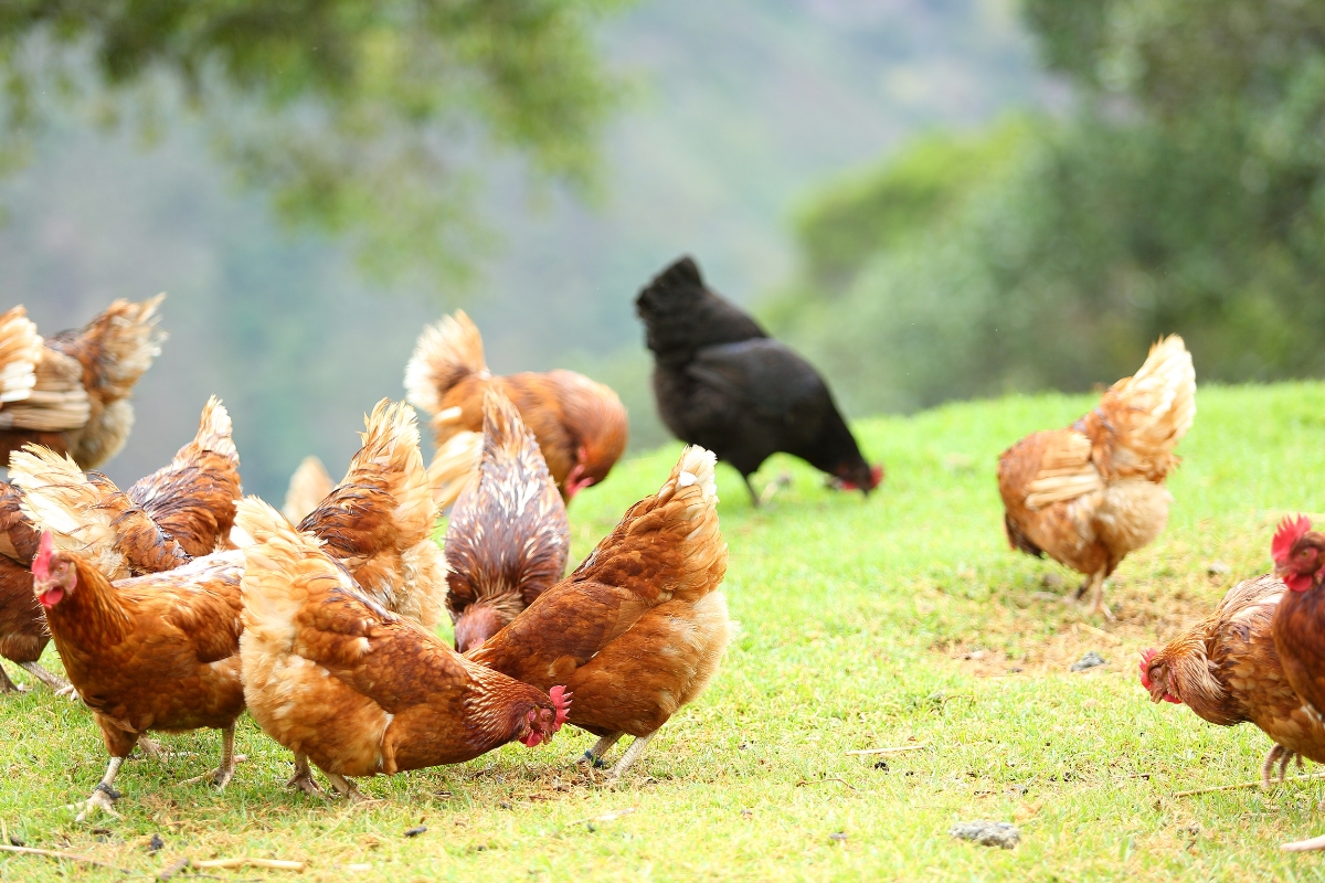 Chicken Flock
