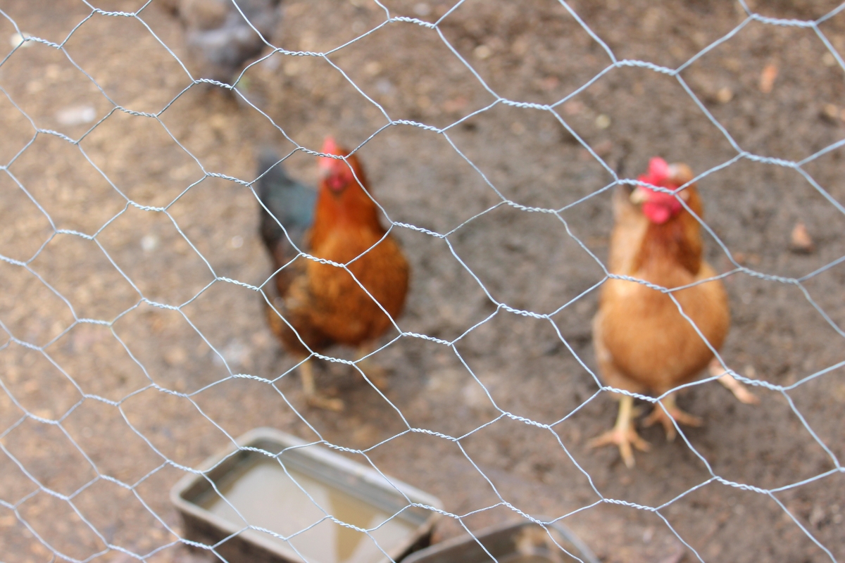 Chicken Wire