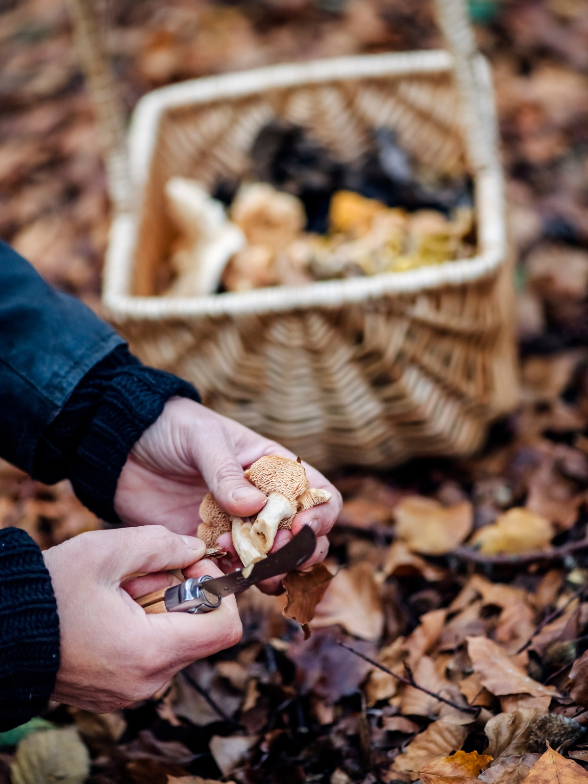 Harvesting Hedgehog Mushrooms