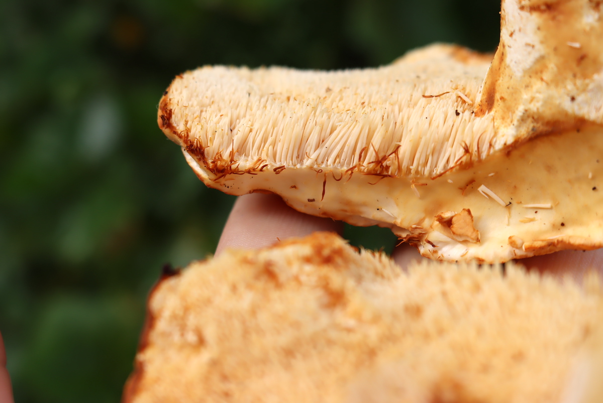 Closeup of Hedgehog Mushroom Spines