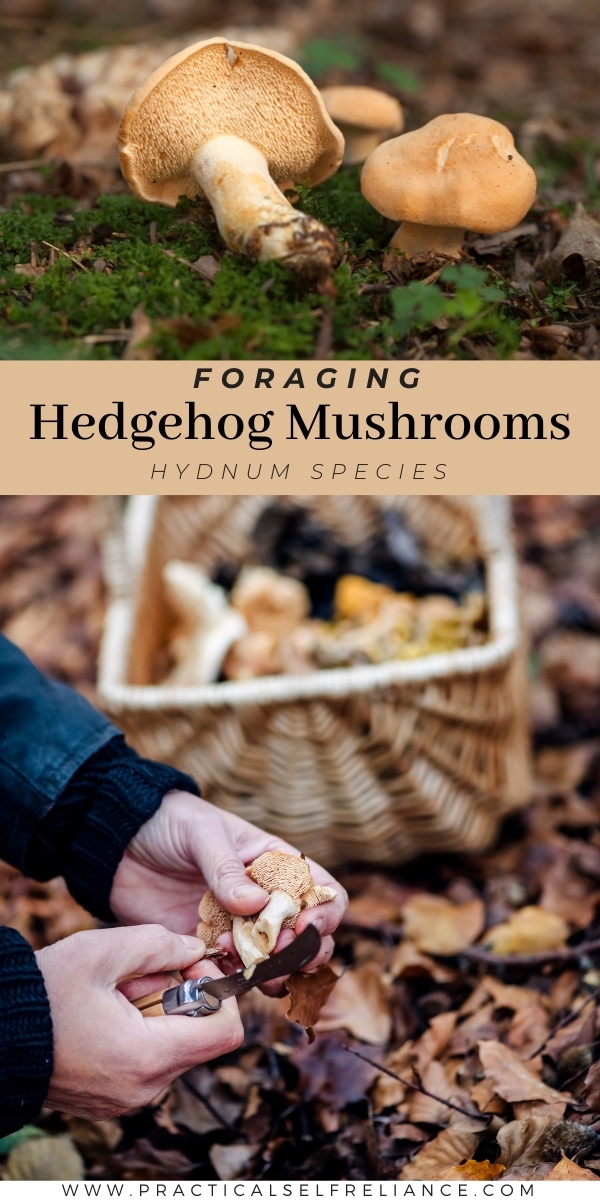 Foraging Hedgehog Mushrooms Identification Guide