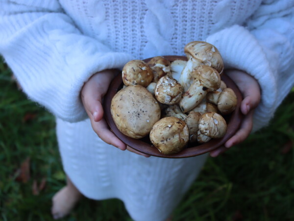 Foraging Matsutake Mushrooms