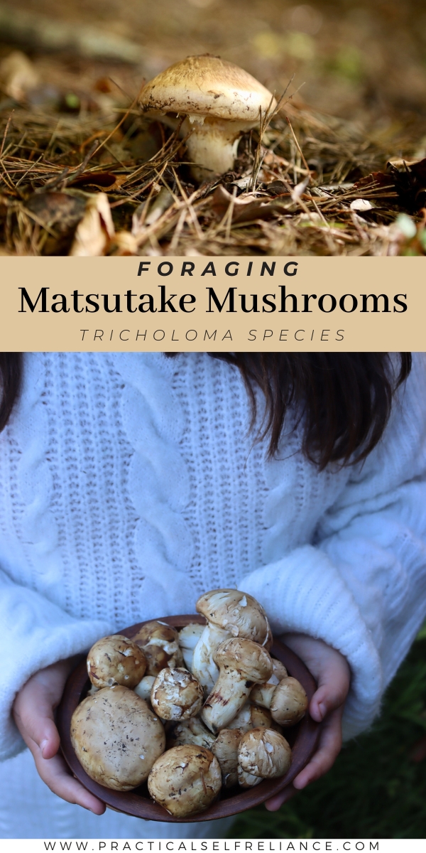 Foraging Matsutake Mushrooms