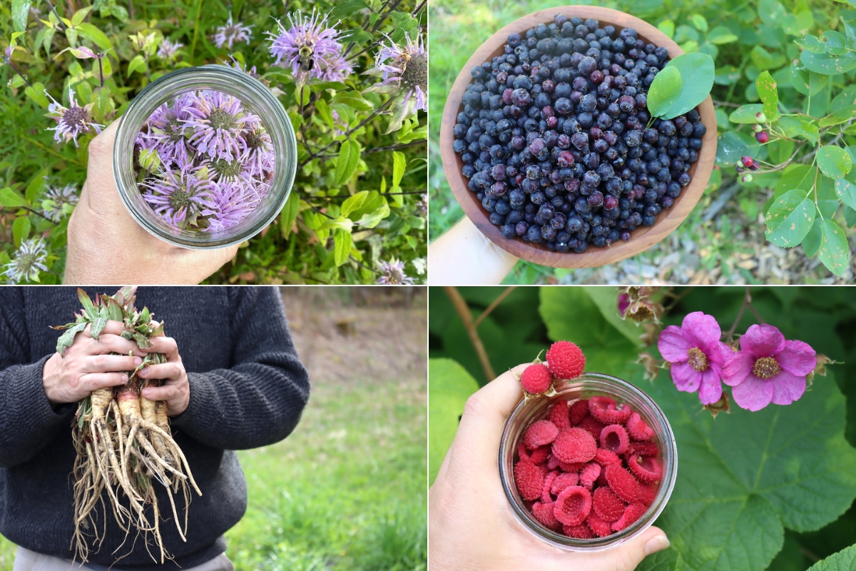 Foraging