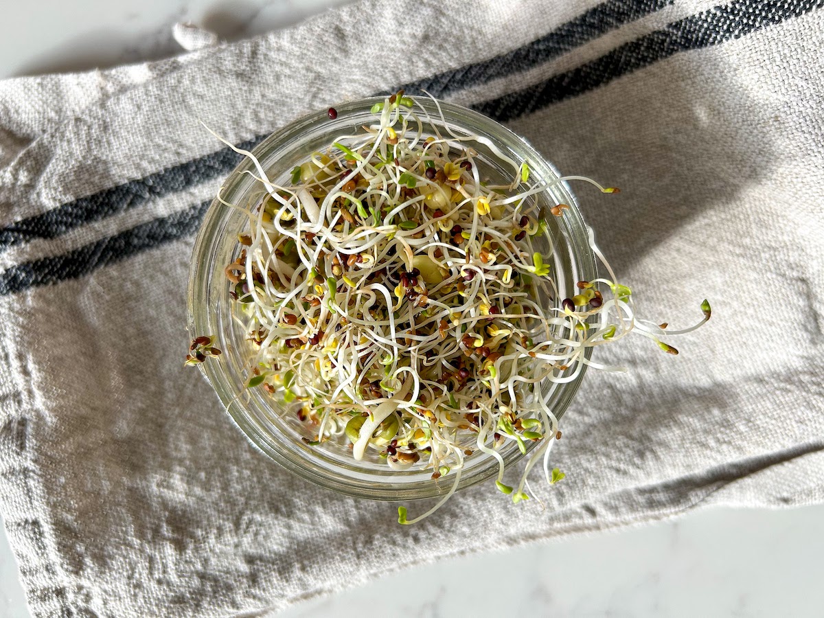 Growing Sprouts at Home