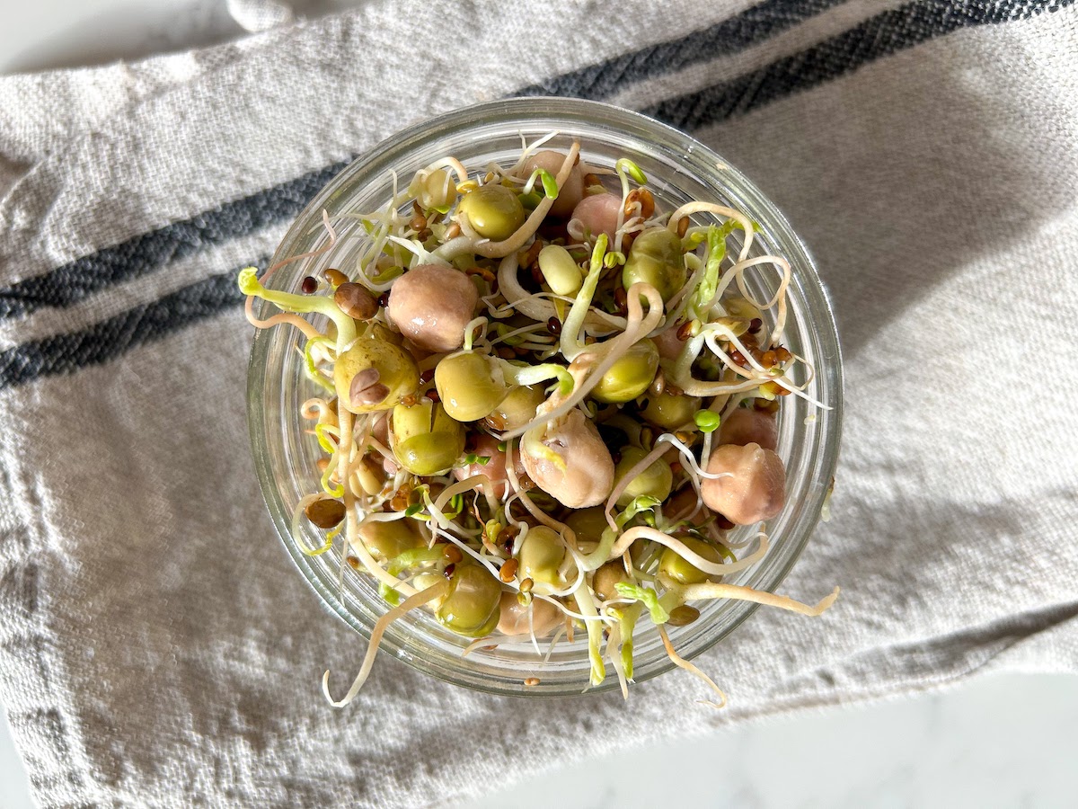 Growing Sprouts in Jars