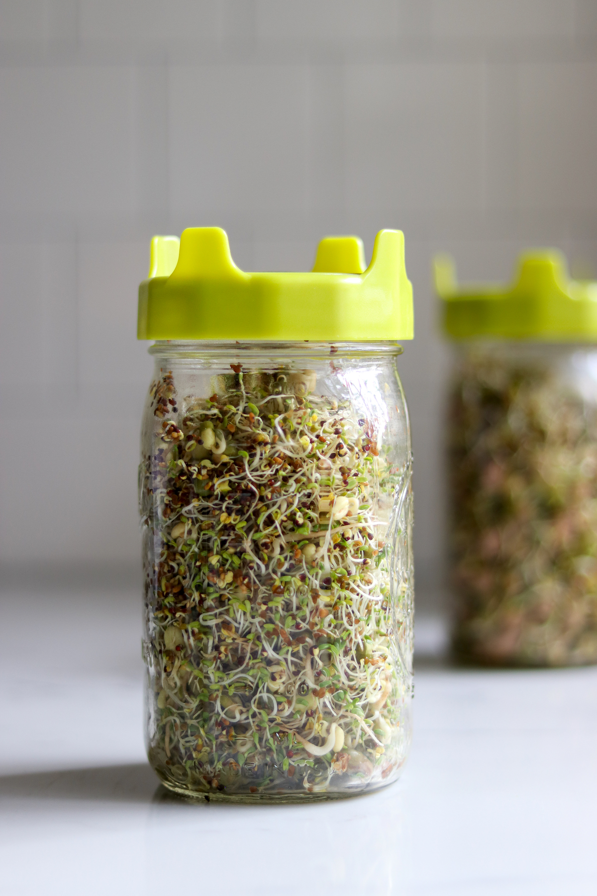 Growing Sprouts