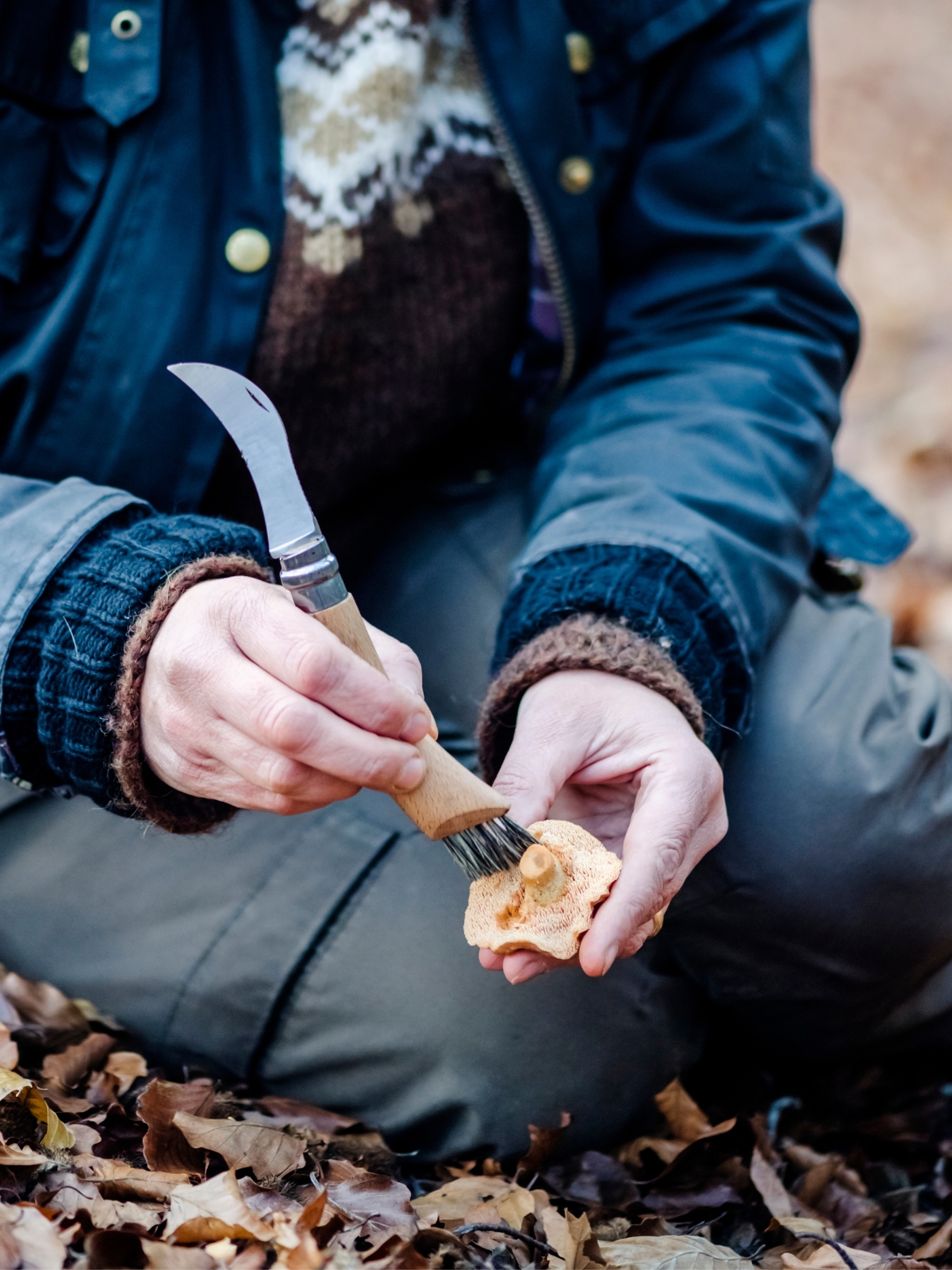 Harvesting Hedgehog Mushrooms