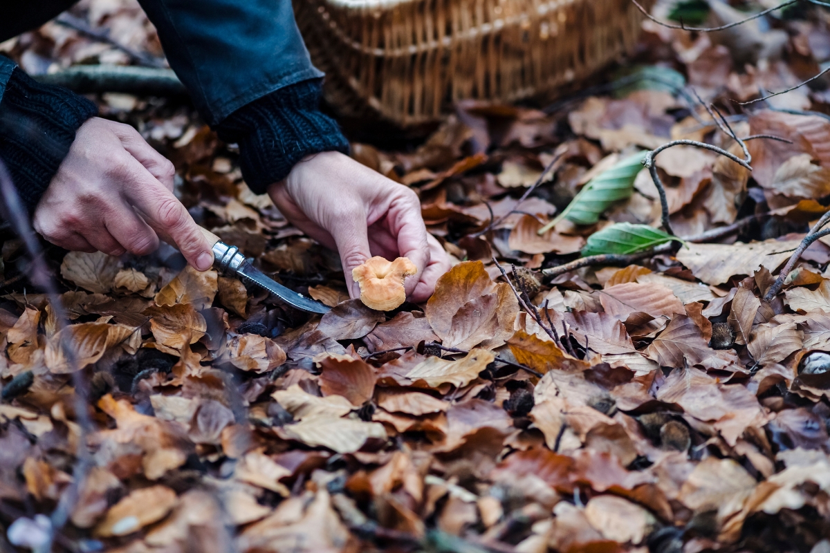 Harvesting Hedgehog Mushrooms