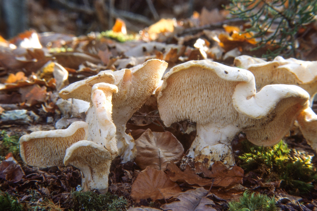 Hedgehog Mushrooms
