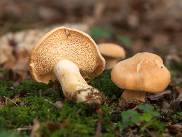 Hedgehog Mushroom Identification Guide
