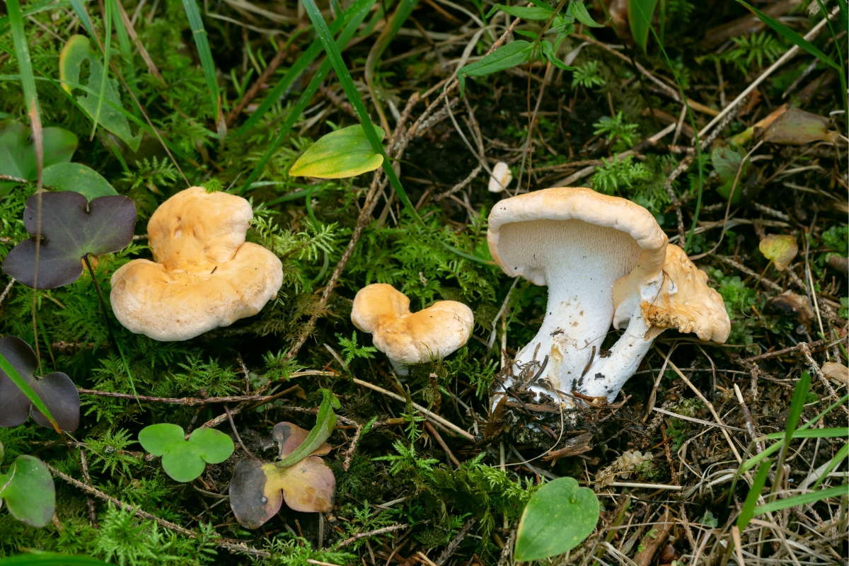 Hedgehog Mushrooms