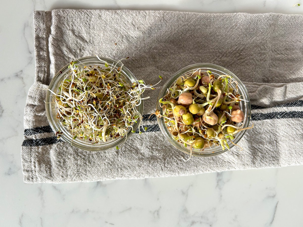 Homegrown Sprouts