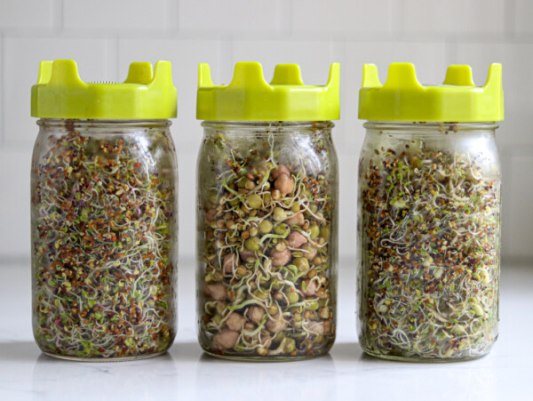 How to Grow Sprouts