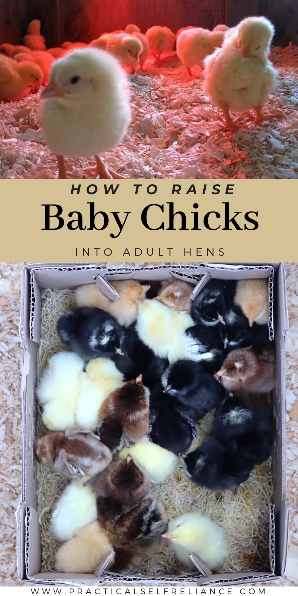 How to Raise Baby Chicks into Adult Hens
