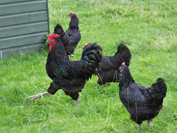 Jersey Giant Chickens