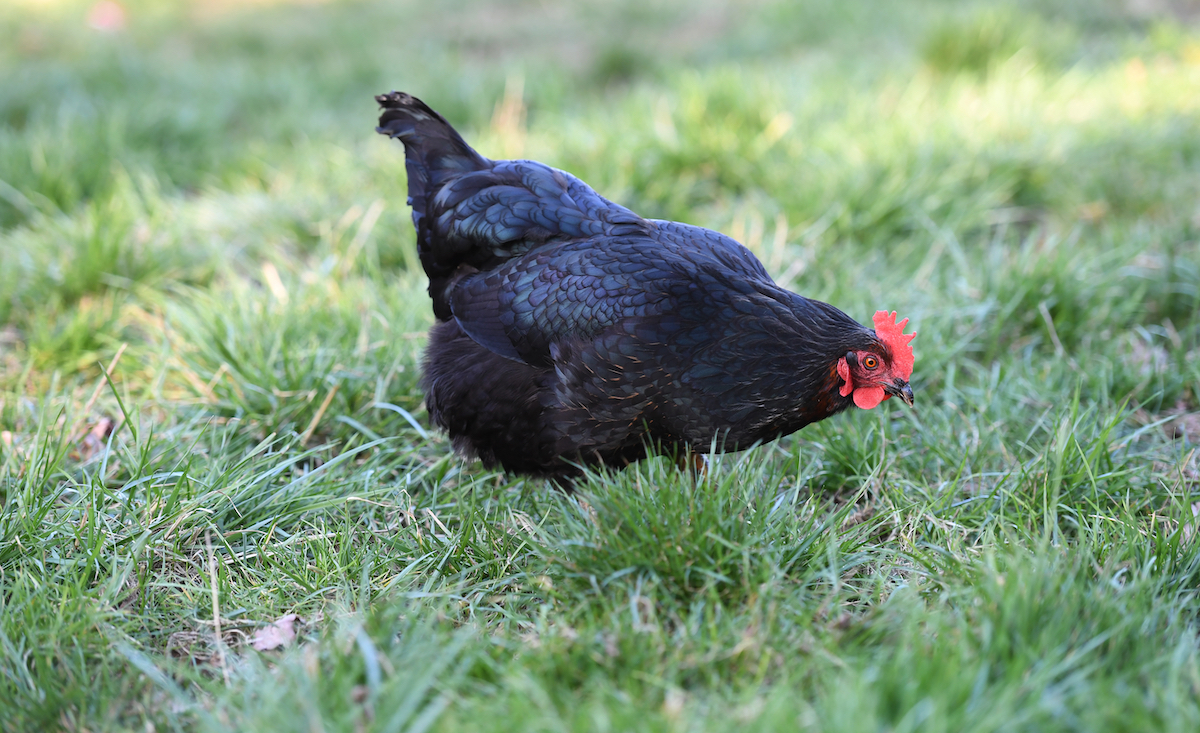 Jersey Giant Hen