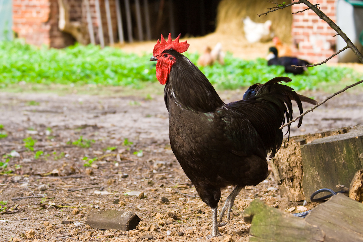 Jersey Giant Rooster