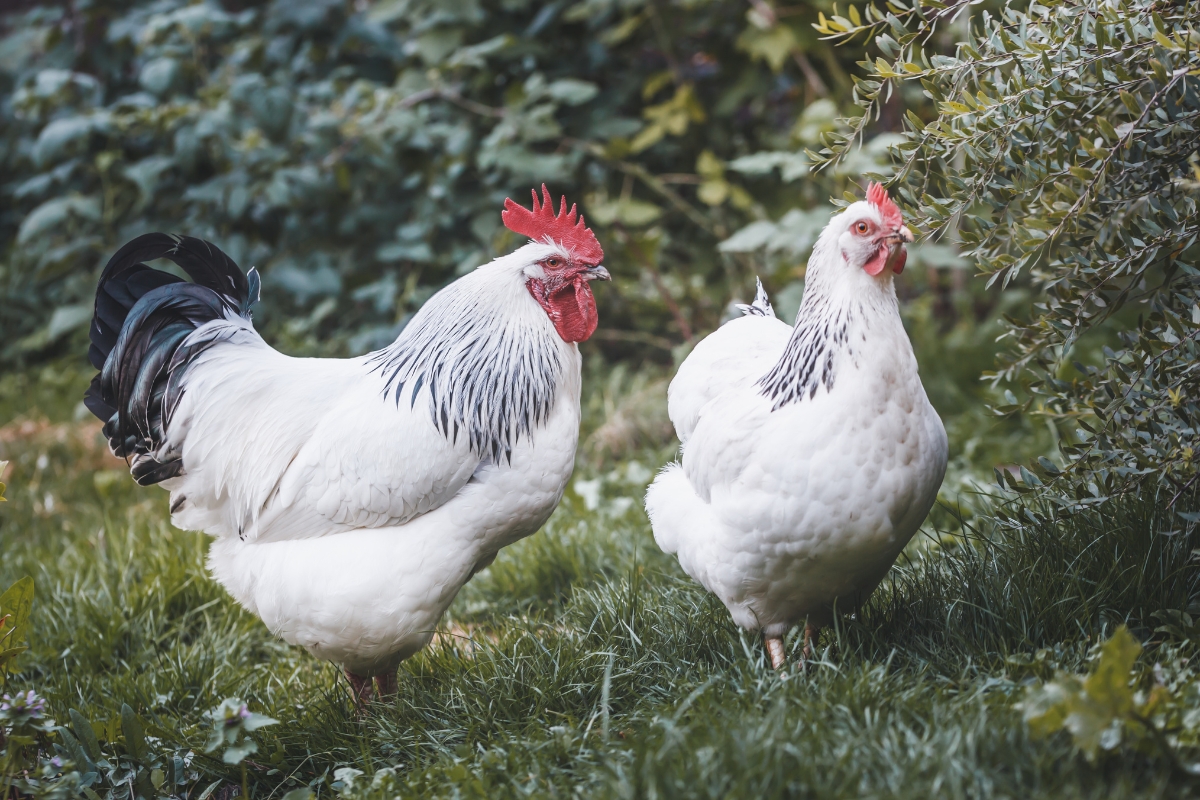 Light Sussex Chicken