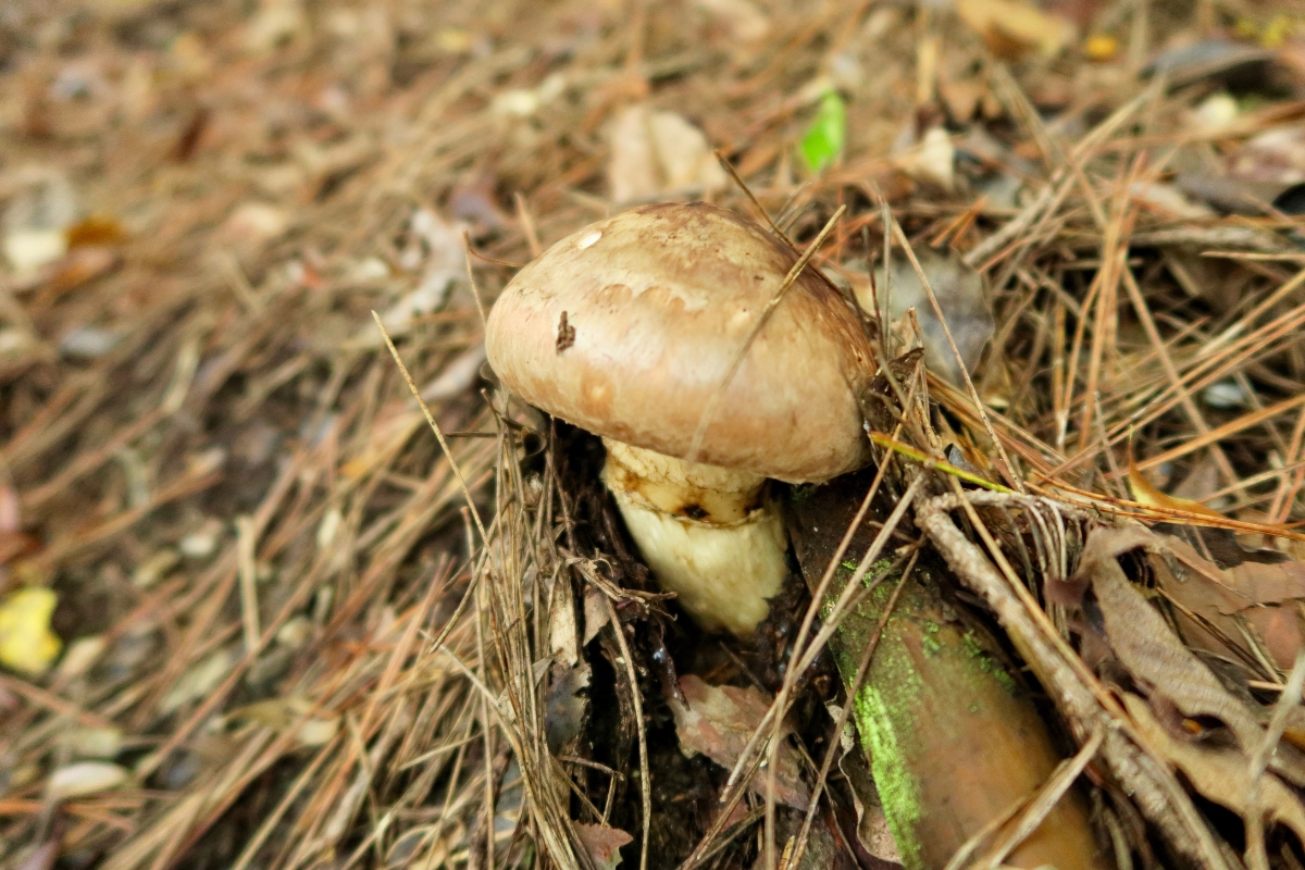 Foraging Matsutake Mushrooms (Tricholoma Sp.) — Practical Self Reliance