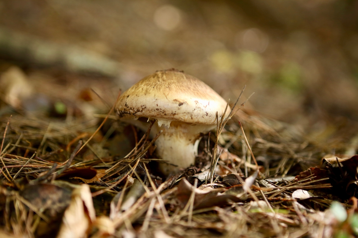 Foraging Matsutake Mushrooms (Tricholoma Sp.) — Practical Self Reliance