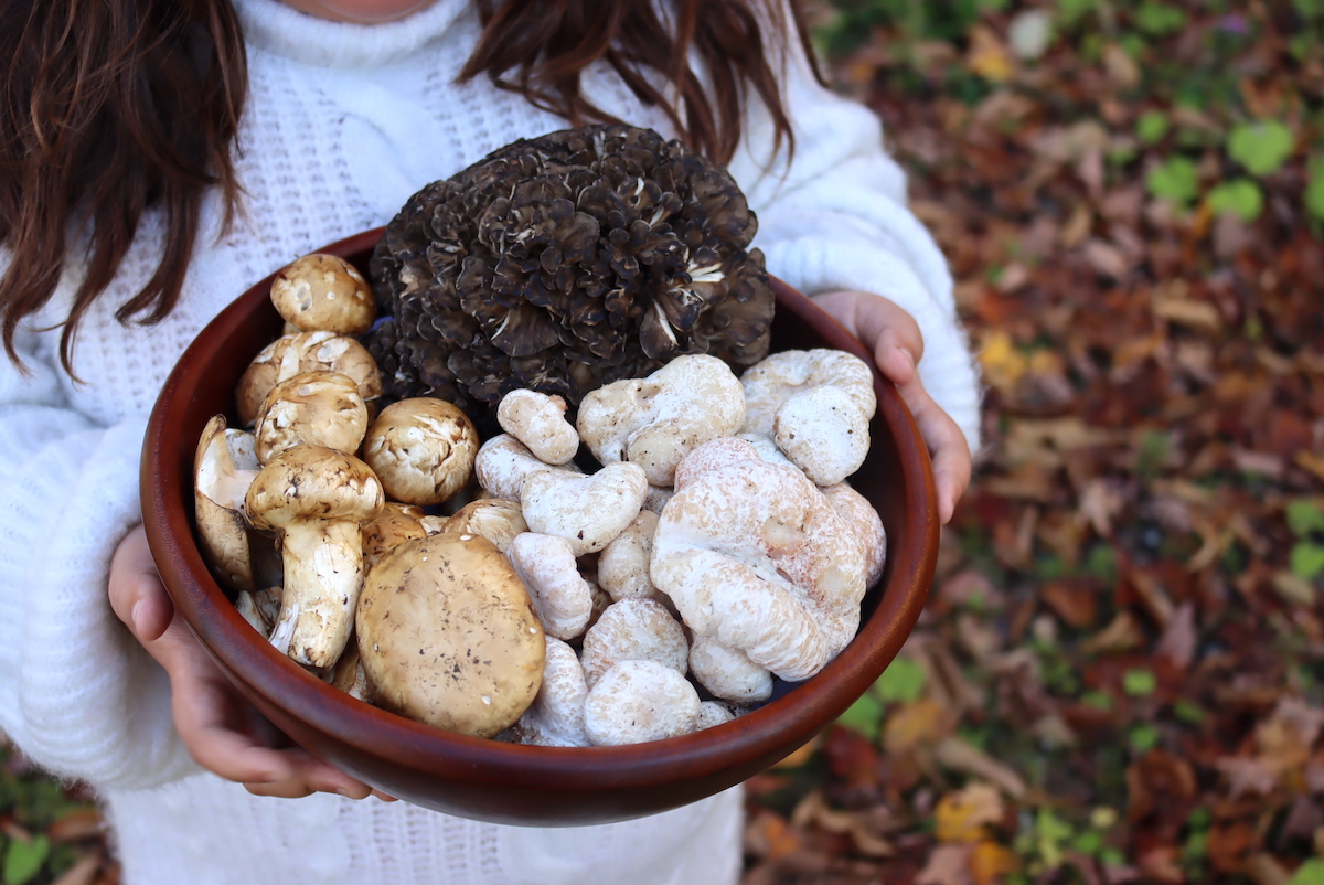 Matsutake Mushrooms next to other Autumn mushrooms, including shrimp of the woods and hen of the woods.
