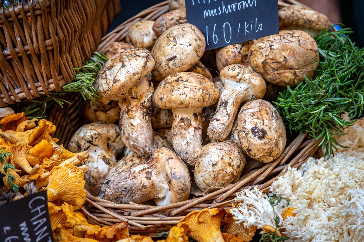 Foraging Matsutake Mushrooms (Tricholoma Sp.) — Practical Self Reliance