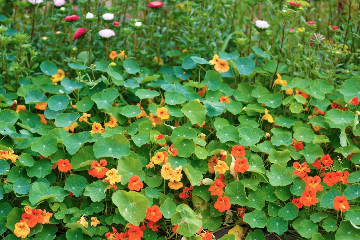 Mixed Nasturtiums
