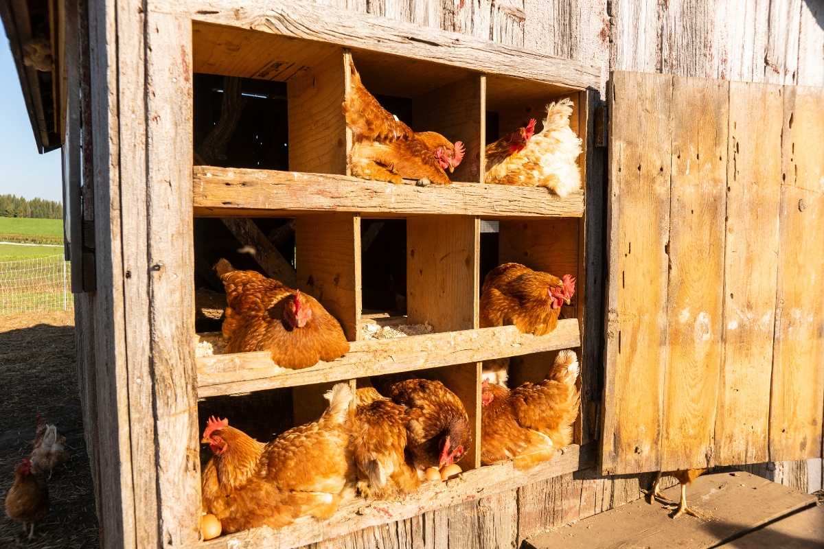 Nesting Boxes