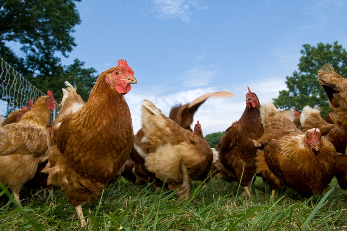 Raising Chickens FAQ: Your Questions Answered