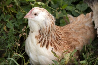 Salmon Faverolle Chickens Breed Guide — Practical Self Reliance