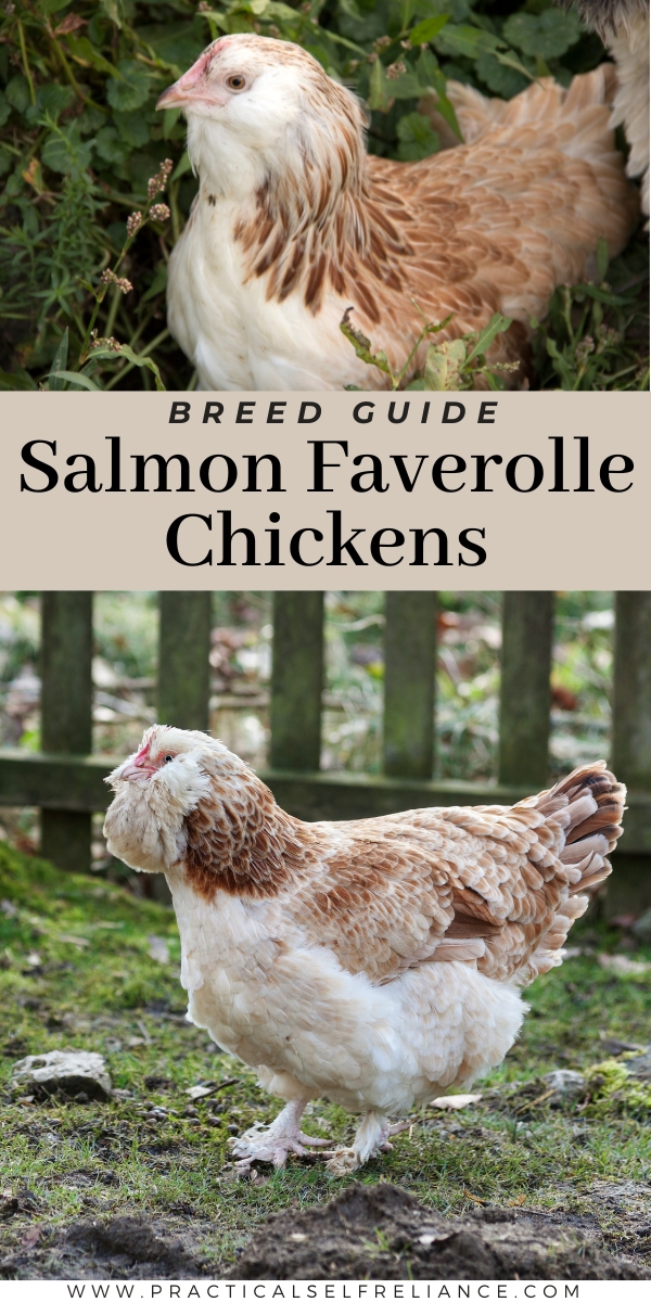 Salmon Faverolle Chickens Breed Guide