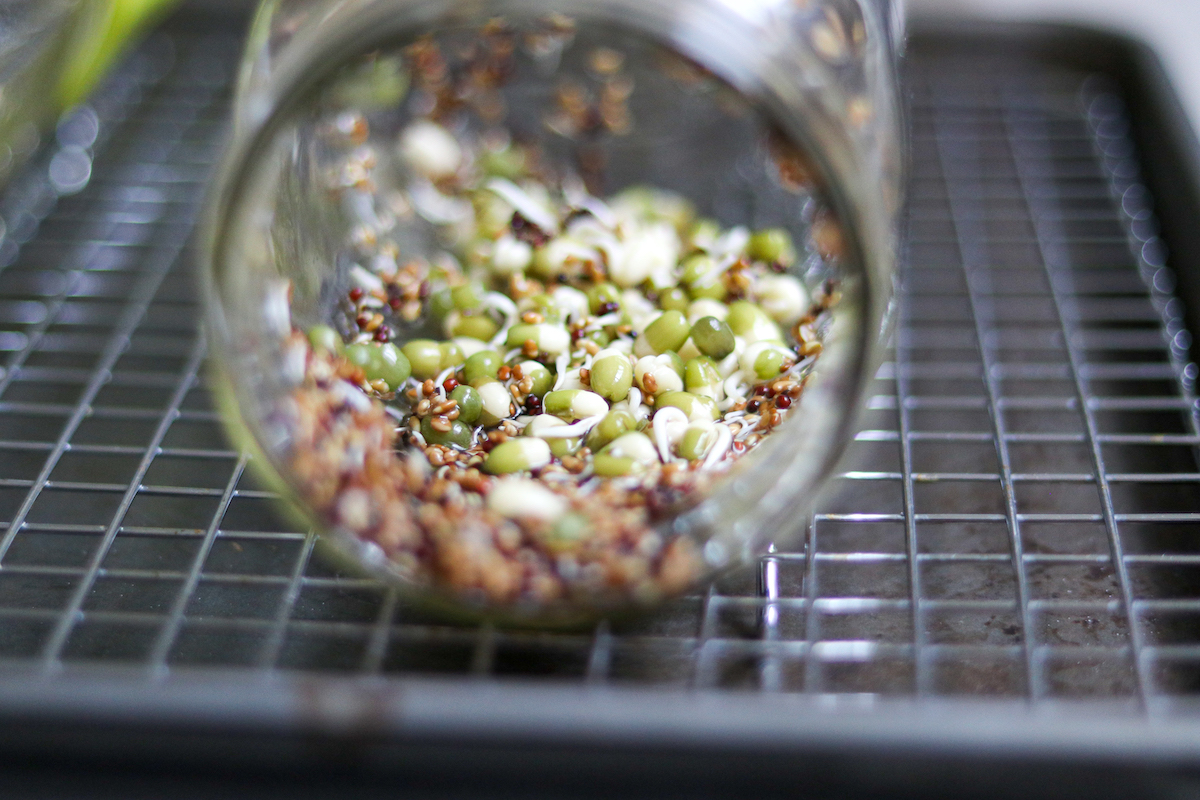 Sprouting Seeds Germinating