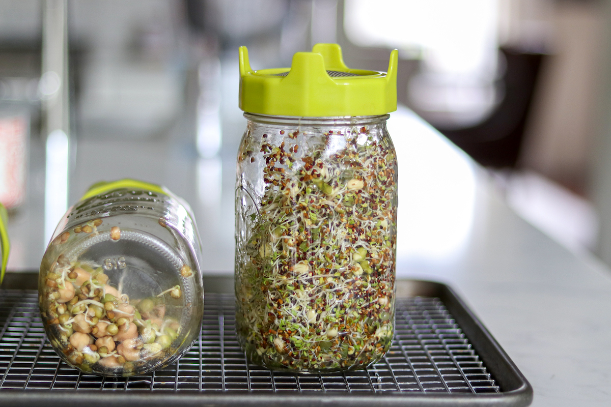 Sprouts in Jars