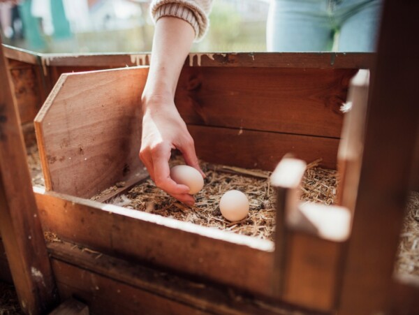 Storing Farm Fresh Eggs