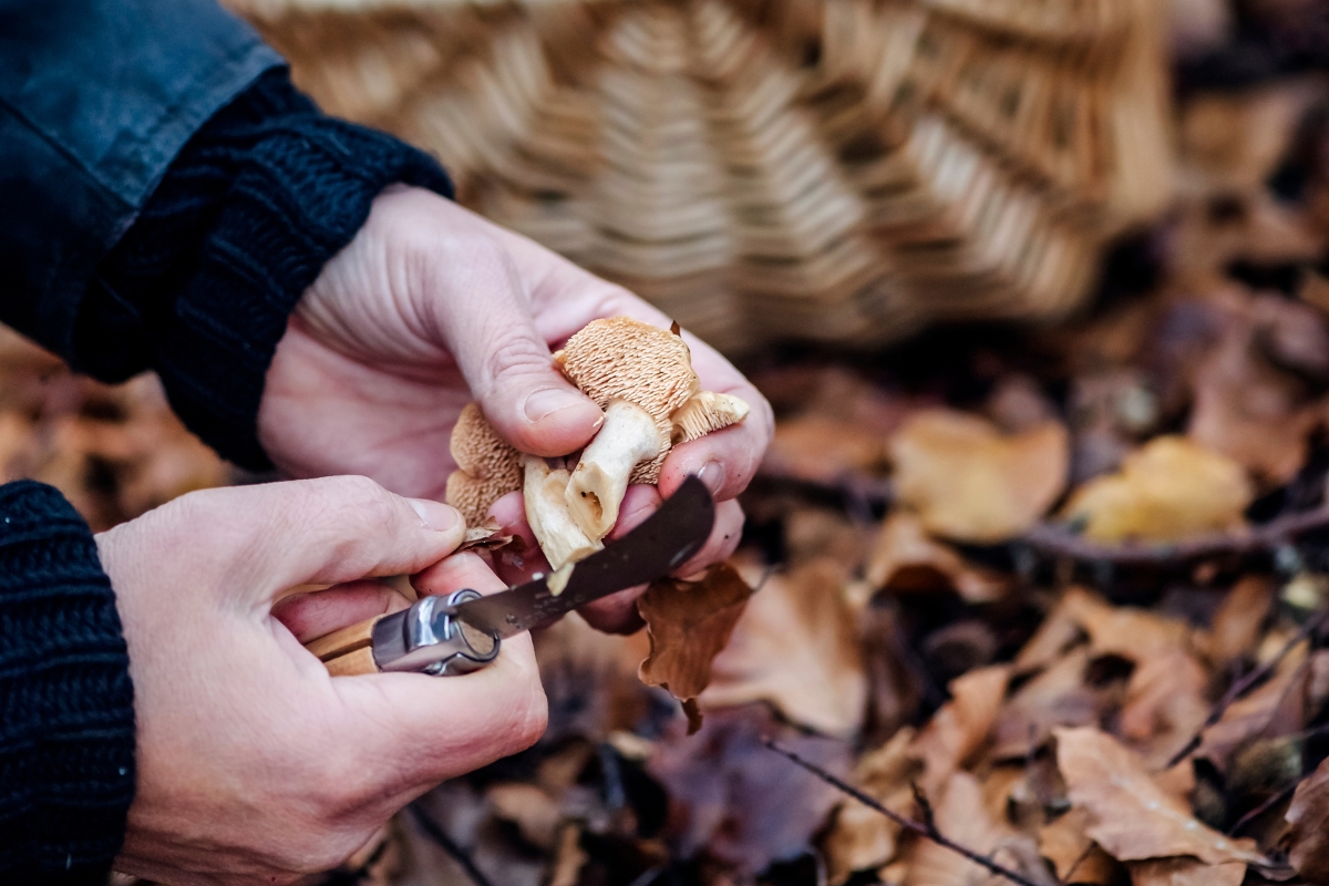 Trimming Hedgehog Mushrooms