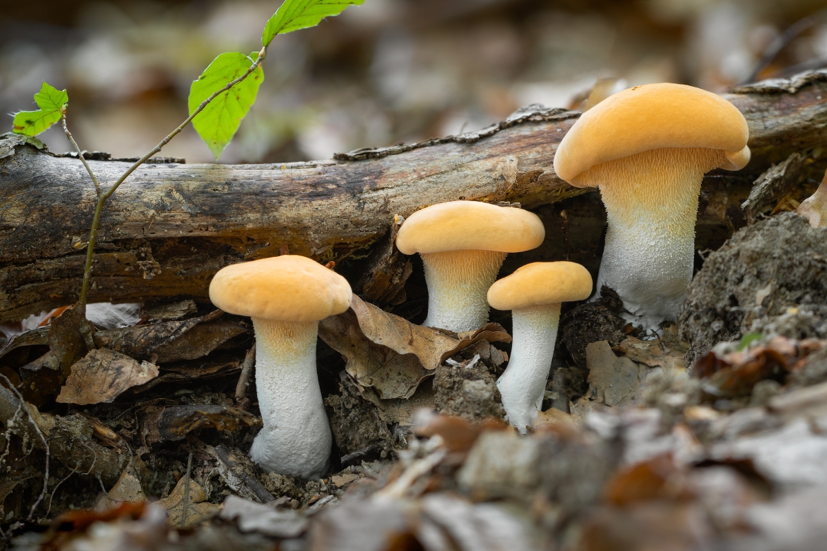 Hedgehog Mushrooms