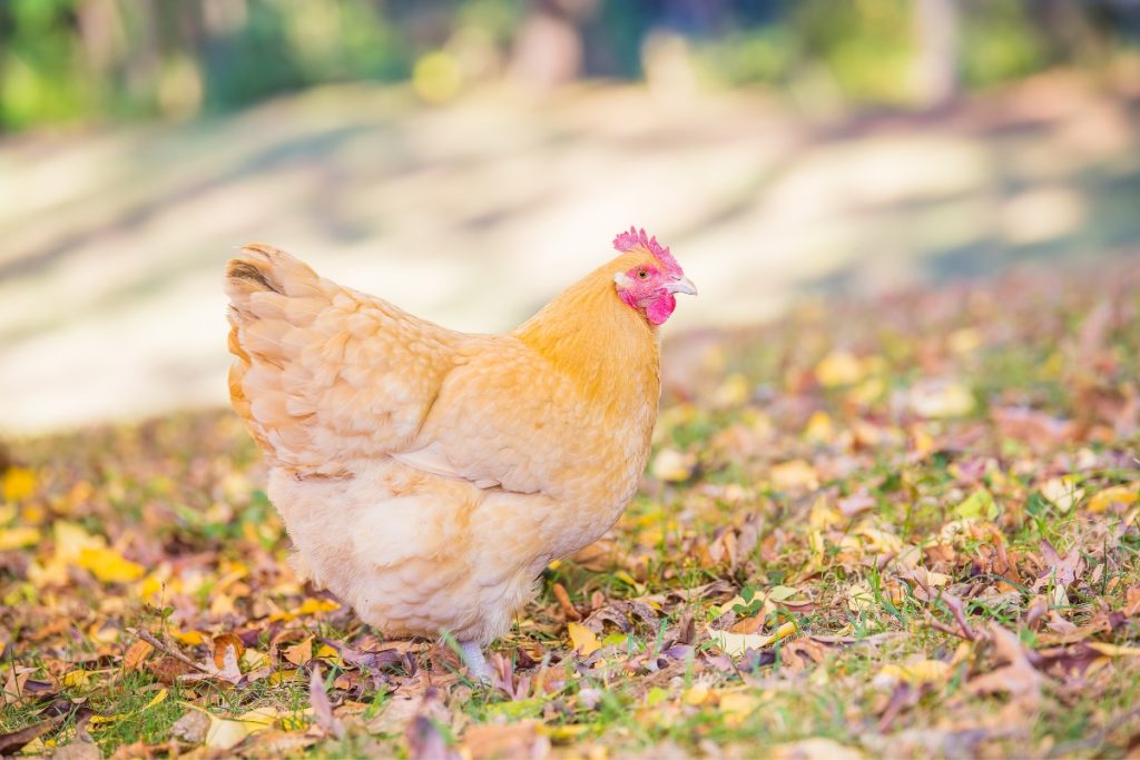 Orpington Chicken Breed Guide — Practical Self Reliance