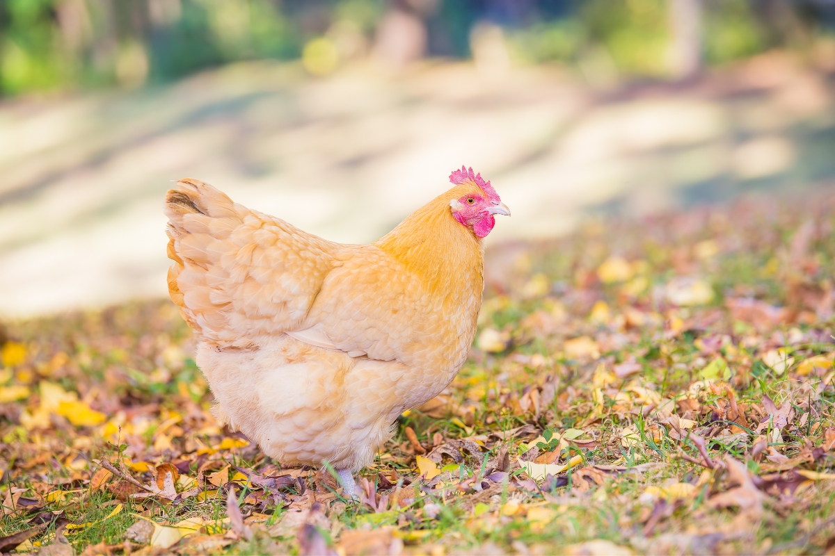 buff orpington chicken