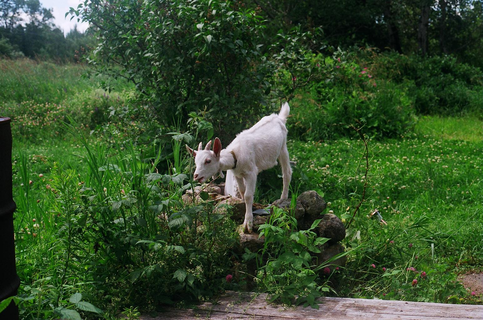 Goat Eating Raspberry Plant