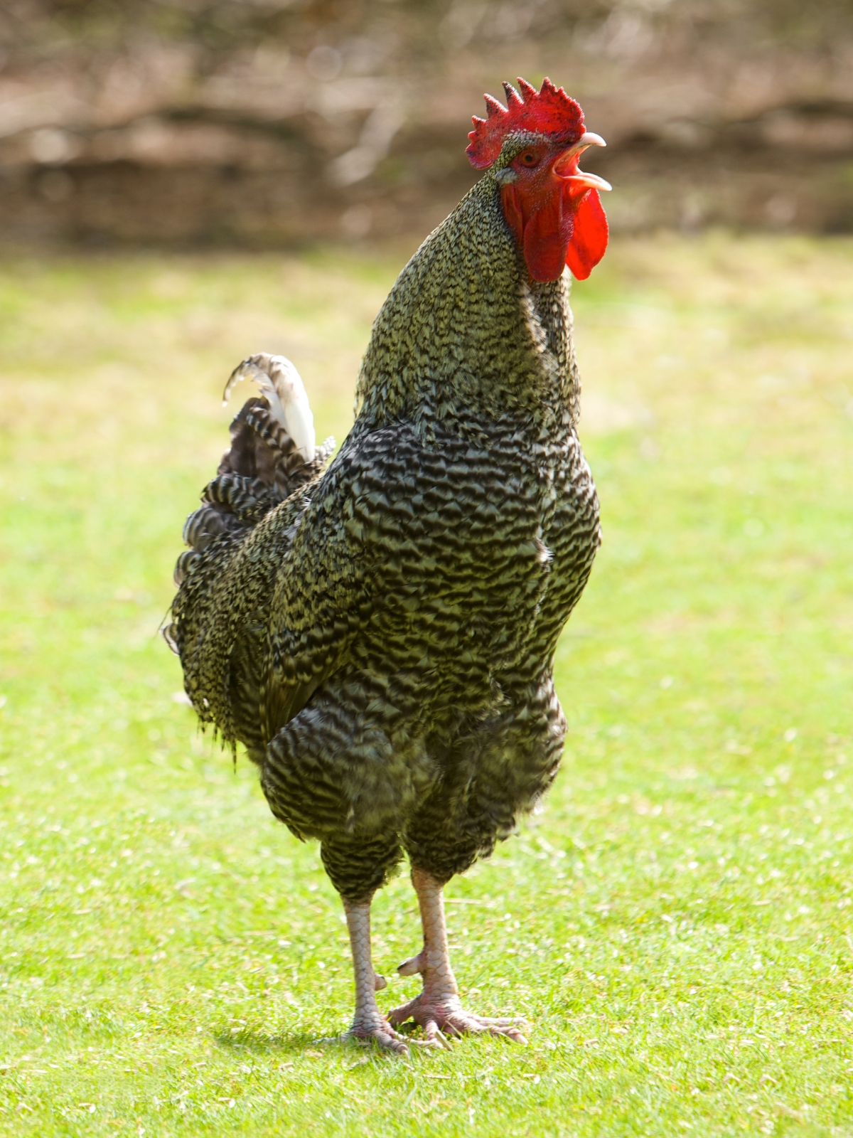 Cuckoo Marans Rooster Crowing