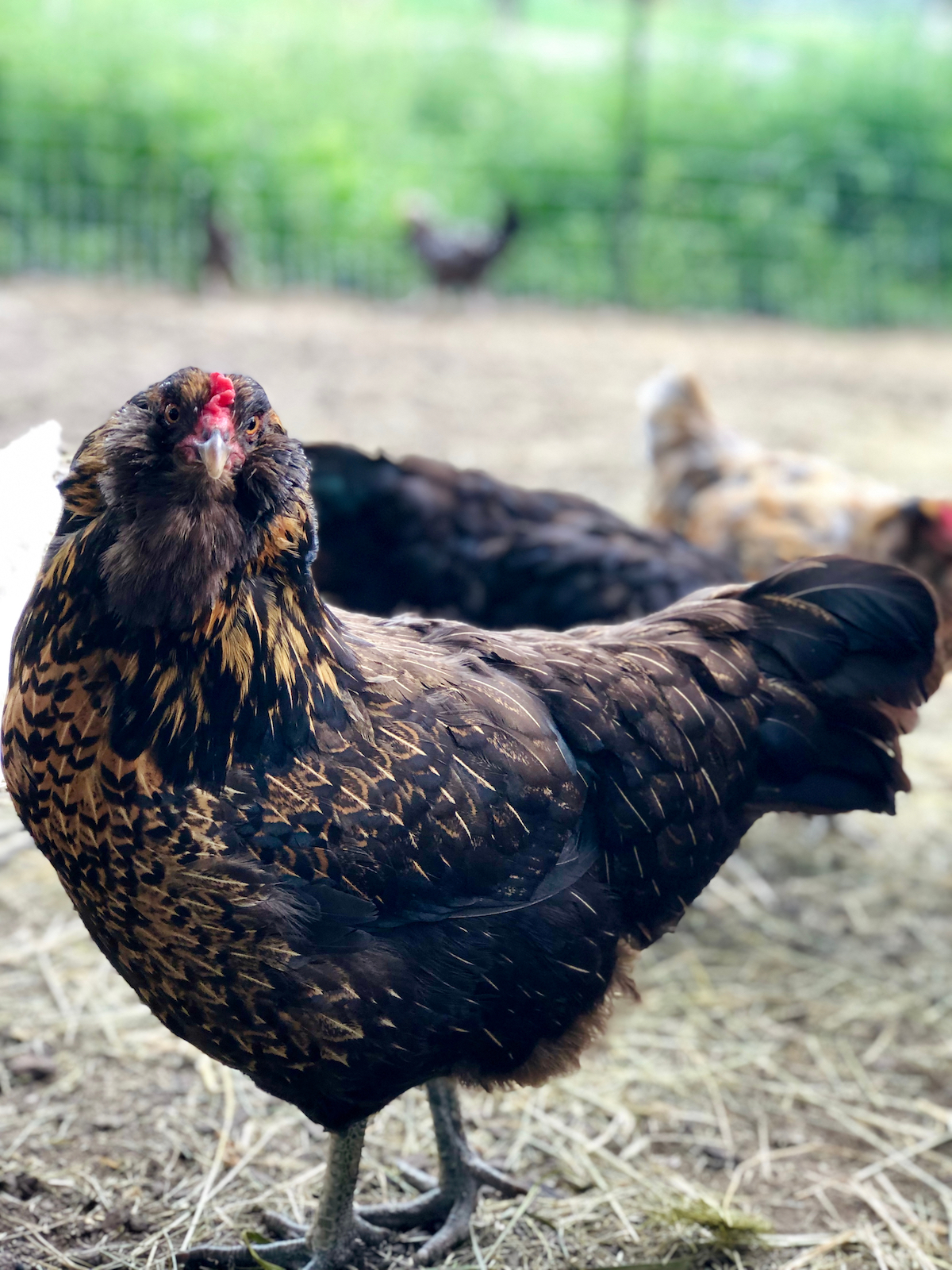 Ameraucana Chicken Breed Guide — Practical Self Reliance