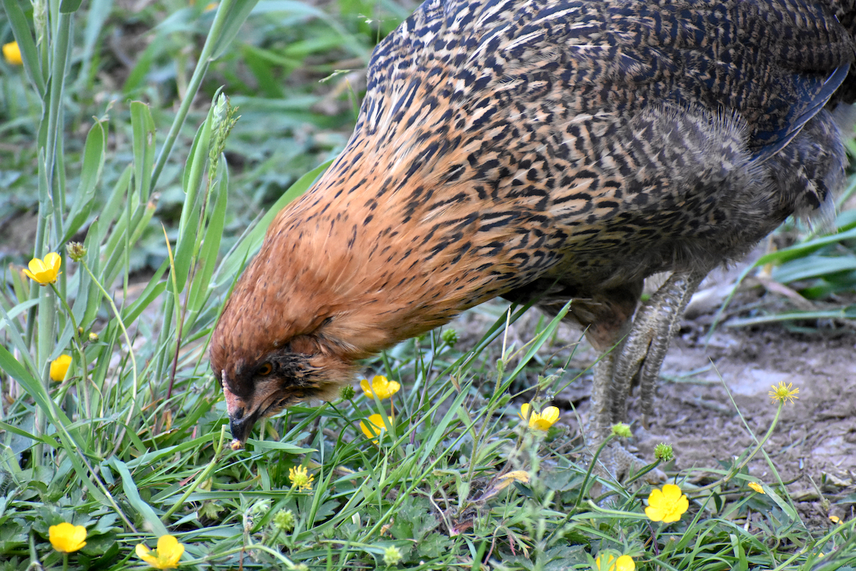 Ameraucana Chicken foraging