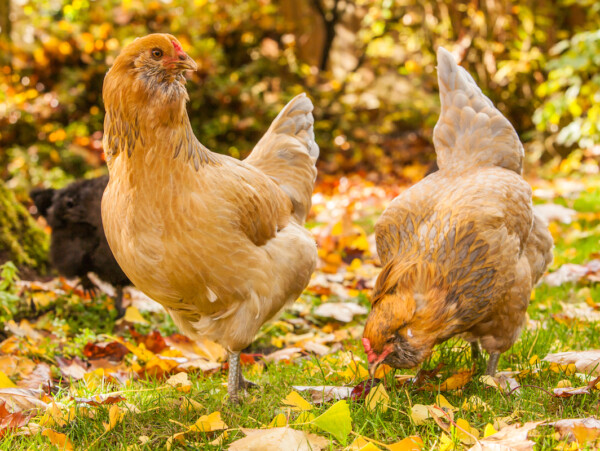 Ameraucana Chickens