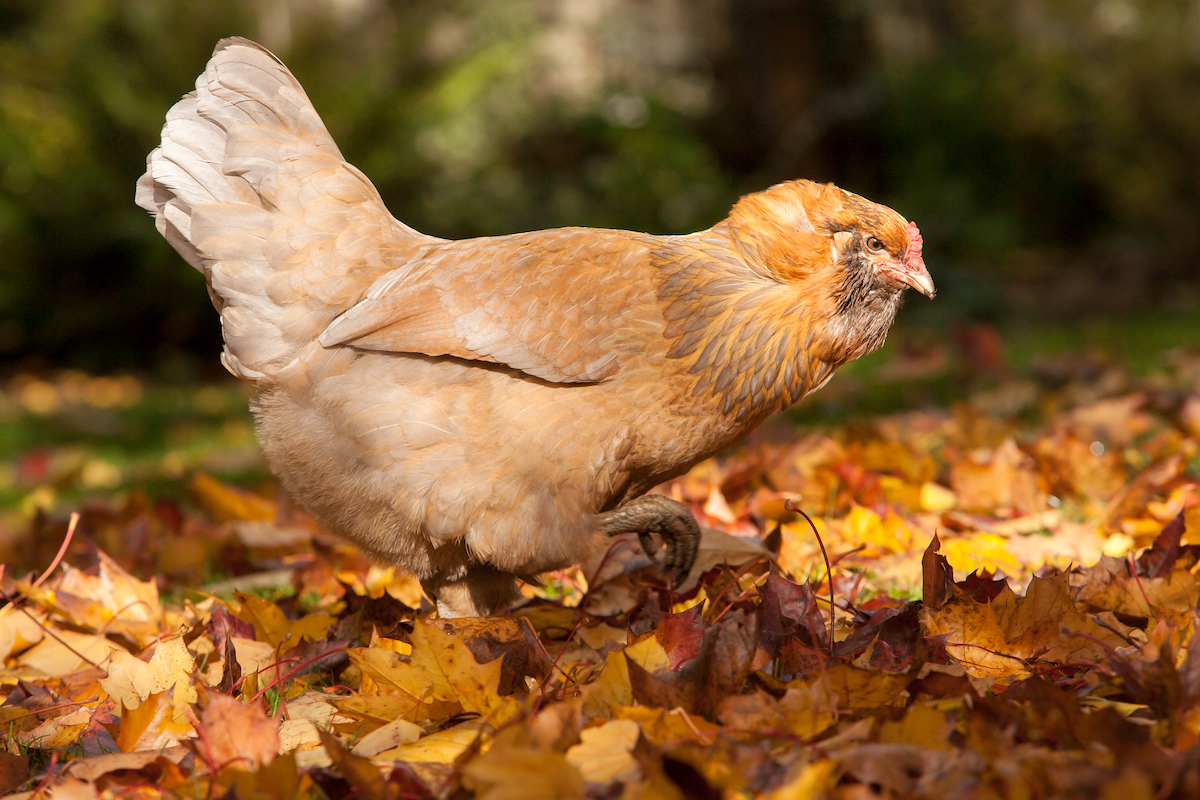 Ameraucana Chicken
