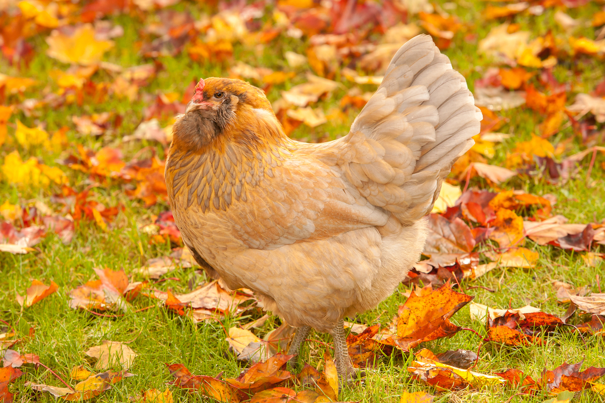 Ameraucana Chicken