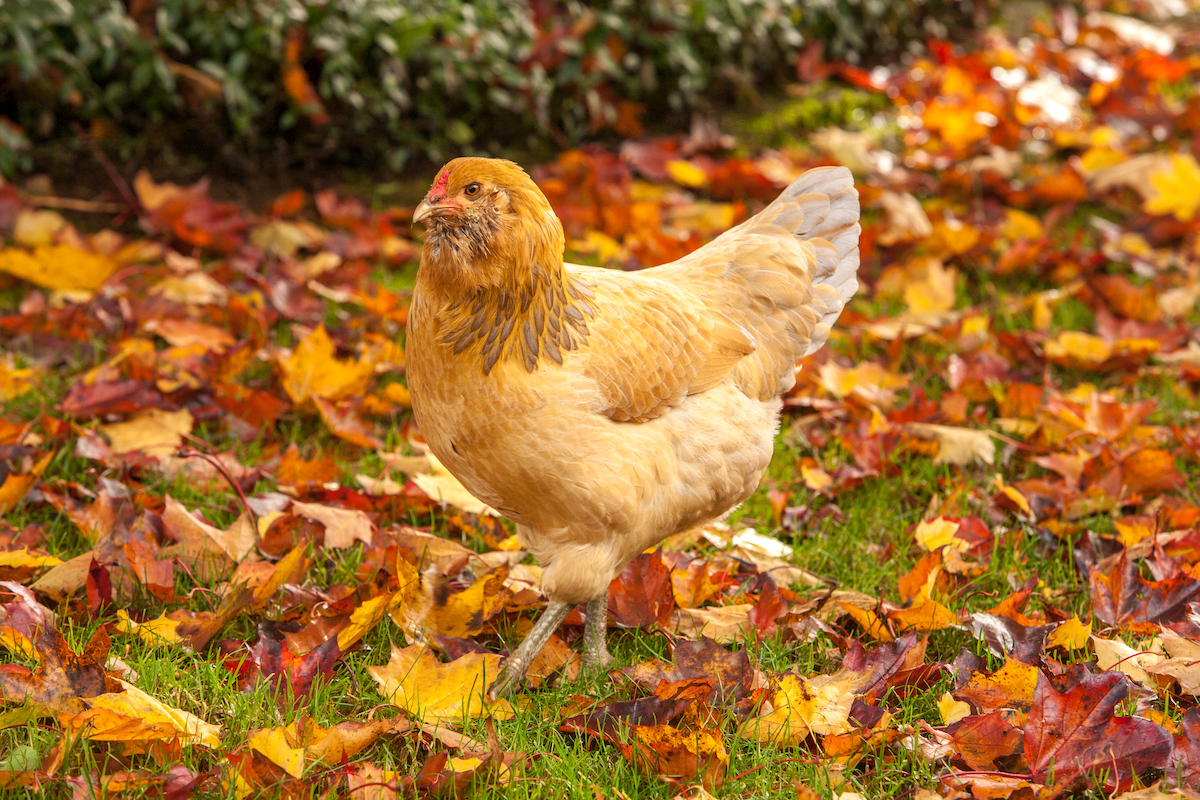 Ameraucana Chicken